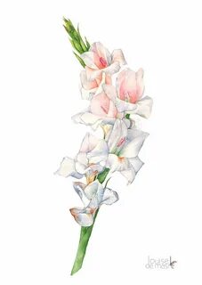 Gladiolus watercolour painting print G17117, A3 size print, 