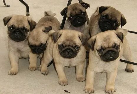 boy pugs for sale Online Shopping