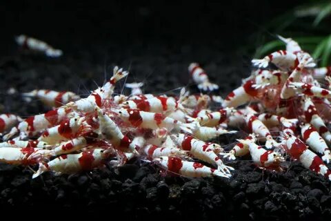 red crystal shrimp picture,images & photos on Alibaba