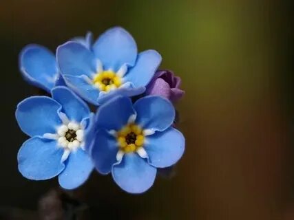 Group of: Forget Me Not Flowers Wallpapers HD -http://hdpape