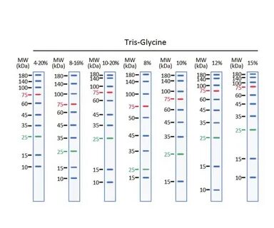 Invitrogen Benchmark Prestained Protein Ladder / Protein Sta