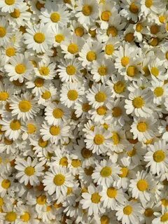 Papatya Daisy wallpaper, Flower aesthetic, Flowers nature