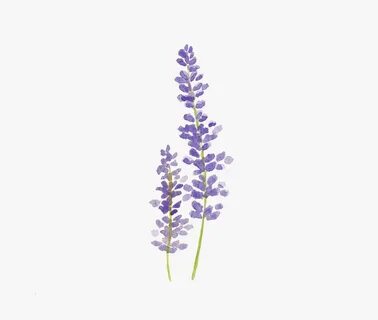 Lavender Sprig Related Keywords & Suggestions - Lavender Spr