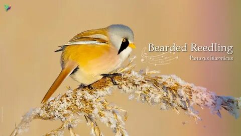 birds, panurus biarmicus, bearded tit, Bearded Tit Babbler, Bearded Tit...