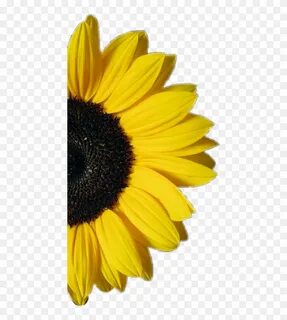 Silhouette Half Sunflower Clipart : Free Black Sunflower Cli