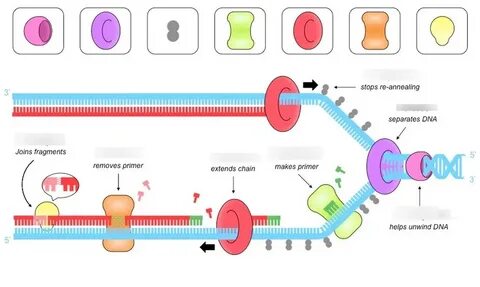 Diagram of 7.1 HL DNA Replication Quizlet