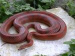 Corn Snake Facts and Pictures