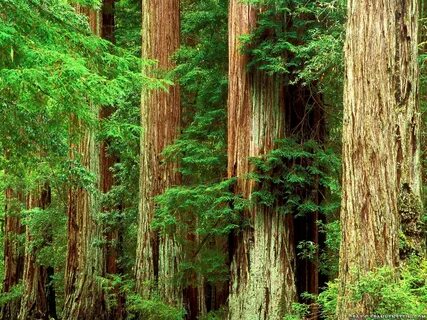 Redwood Forest Wallpapers - 4k, HD Redwood Forest Background