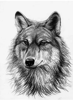Beautiful Drawings Of Wolves - Фото база