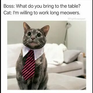 Purrfectly Funny Cats Memes To Brighten Your Caturday! Cat m
