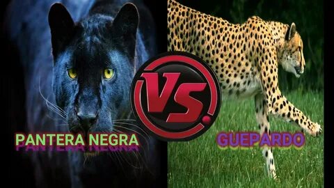 PANTERA NEGRA VS GUEPARDO QUIEN GANA - YouTube
