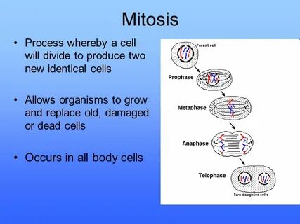 Interphase * The time between cell divisions - ppt video onl