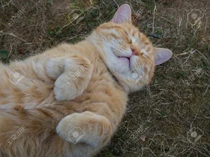 Domesticated Cute Fat Orange Tabby Cat Lying And Sleeping On