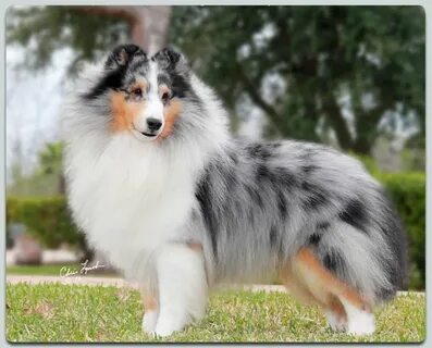 kismet shelties Online Shopping