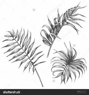 palm leaf drawing - Google Search Leaf drawing, Plant drawin