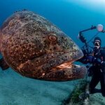 Рыба групера: фото, описание, места обитания, способы лова с
