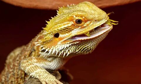 Bearded Dragon Harry Potter Names: 100 Magical Ideas You'll 