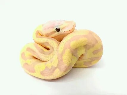 Banana Vanilla Scream (Banana Pastel Fire Vanilla) Snake, Ba