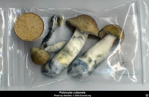 Erowid Plants Vaults : Images : psilocybe cubensis packaged