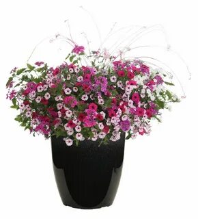 Stratosphere ™ Pink Picotee - Butterfly Flower - Gaura lindh