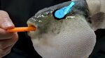 Pufferfish Eats Carrot and Sings Megalovania meme Accords - 