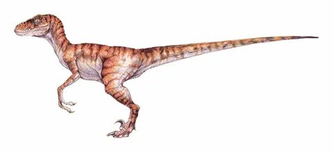 The Lost World Jurassic Park male velociraptor Dinossauros, 