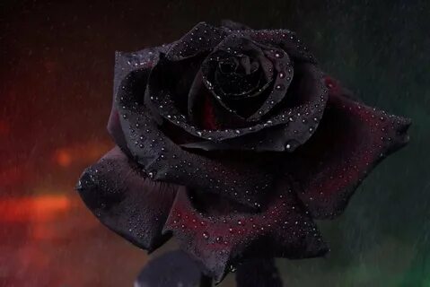 Черные розы обои - 64 фото