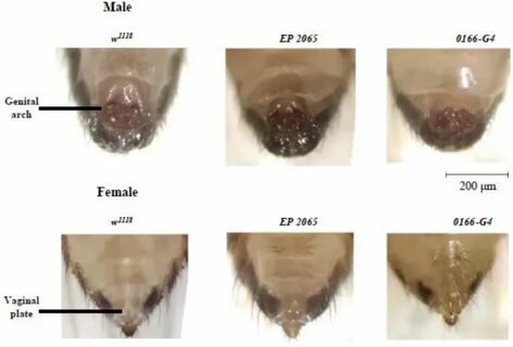 The genital arch of the male and vaginal plate of the female... 