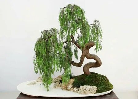 Care guide for the Weeping willow Bonsai tree (Salix) - Bons