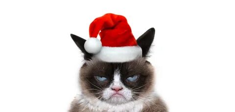 19+ Grumpy Cat Christmas Hat Pictures
