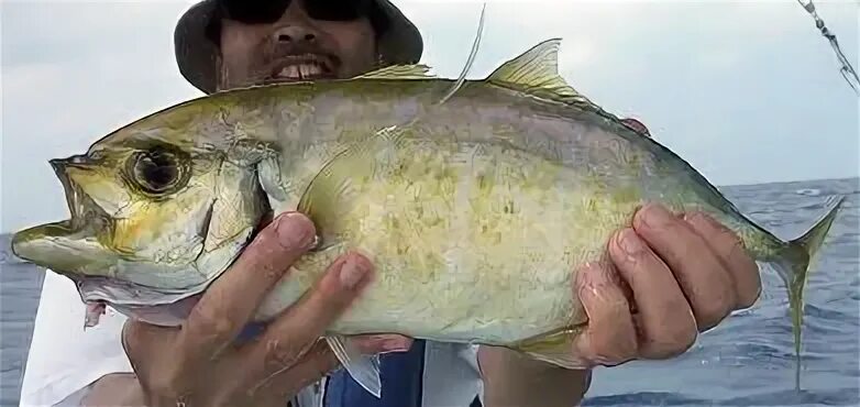 Barcheek trevally - Wikiwand