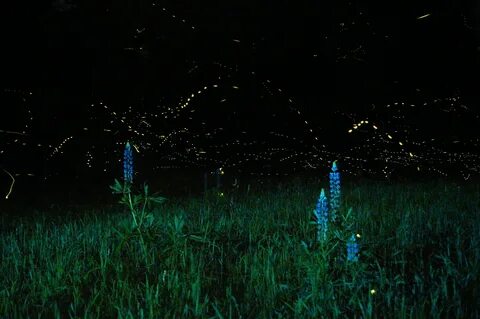 File:Lupines and Fireflies No. 4 (14505155544).jpg - Wikimed