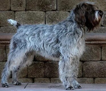 Wirehaired Pointing Griffon - Alchetron, the free social enc