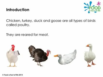 Poultry farming © Food a fact of life Introduction Chicken, 