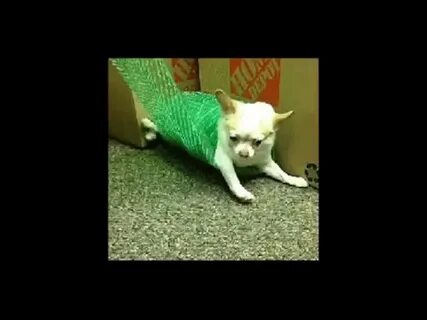 Chihuahua Spin Live - YouTube