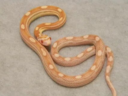 Butter motley corn snake Corn snake, Snake, Cute snake