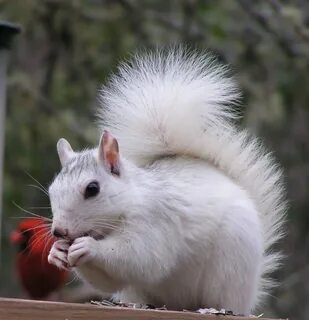 /white+squirrel