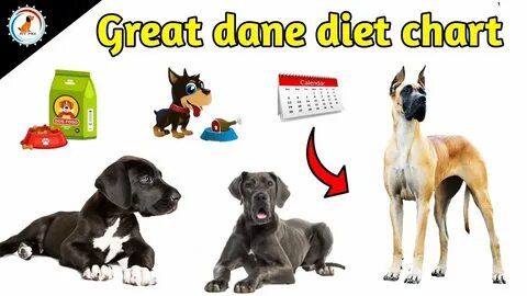 Gallery of great dane growth chart great dane growth chart d