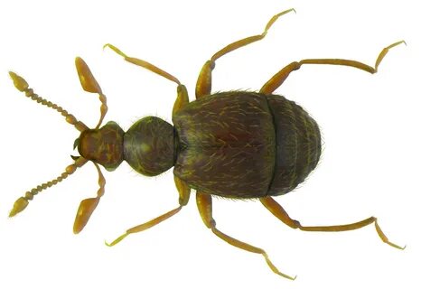 File:Bryaxis curtisi (Leach, 1817) female (5519849914).jpg -