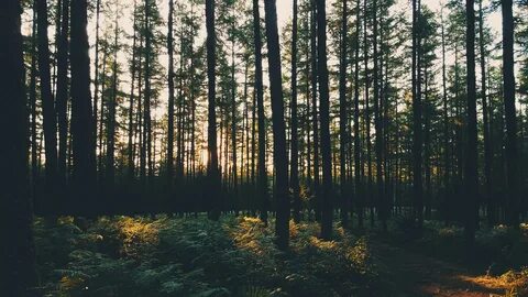 nature, Forest, Trees, Landscape, Sunset, Sun, Exploration W