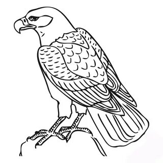 Hawk & Falcon Coloring Pages for Kids - Preschool and Kinder