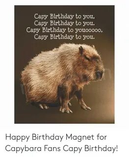 with Capybara Birthday Card Like a Sir happielooptechnologie