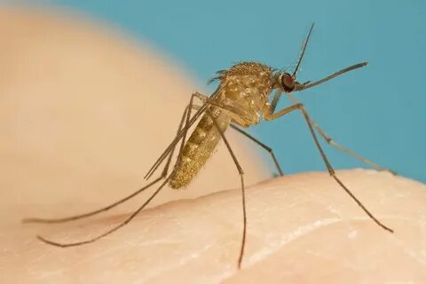 Отличия в питании самцов и самок комаров