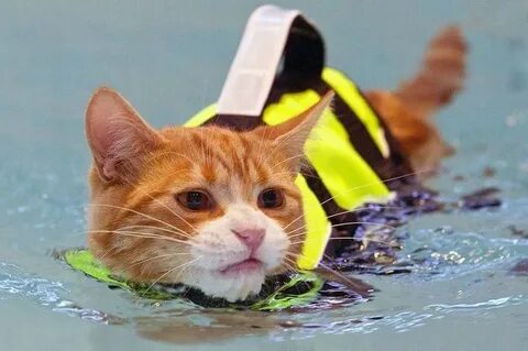 Sale kitten life jacket is stock