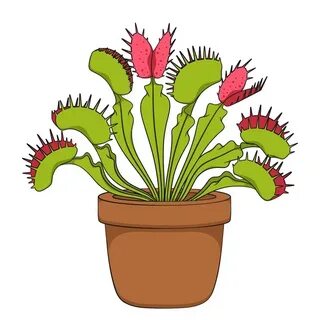 Flytrap Vector Art Stock Images Depositphotos