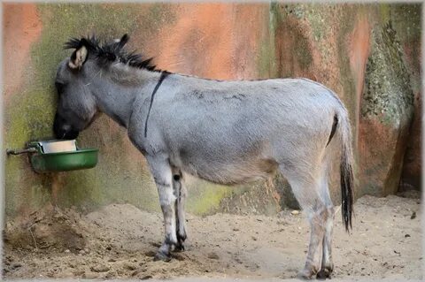 Grey Donkey eating from feeder free image download