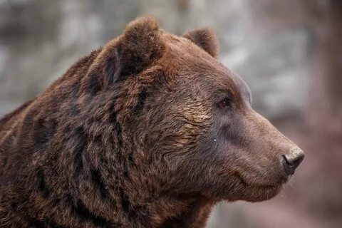 Kamchatka brown bear 2610771 Stock Photo at Vecteezy