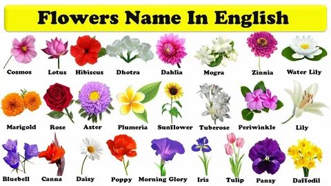 flowers names in english with pdf learn flowers flowers name