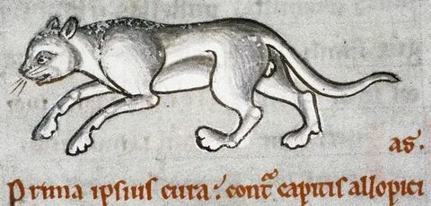 A male cat on the prowl (Bodleian Library) Кошачьи картины, 