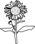 Sunflowers Roses Drawing Sketch Simple Vintage Black And - C